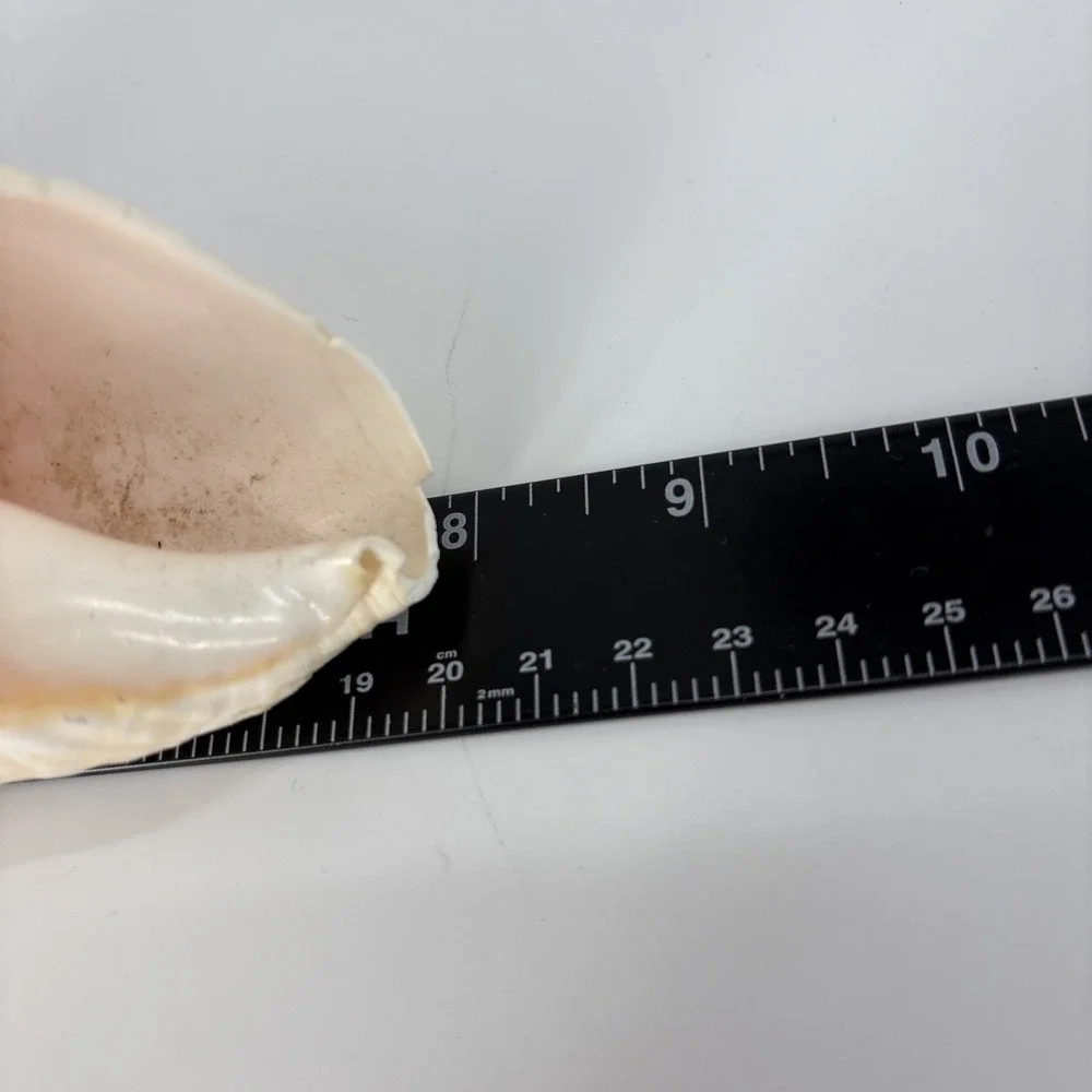 Large 8